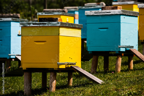 Colored wooden beehives in the farmer garden. Honey bee hives in Moldova. bee home at meadow with flowers and fresh green grass on spring season. © romeof