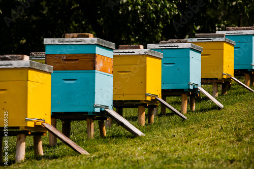 Colored wooden beehives in the farmer garden. Honey bee hives in Moldova. bee home at meadow with flowers and fresh green grass on spring season.