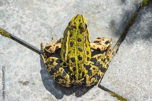 marsh frog, Pelophylax ridibundus, top view detailed closeup photo