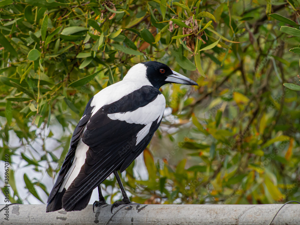 Obraz premium Magpie Sitting on a Wire Fence