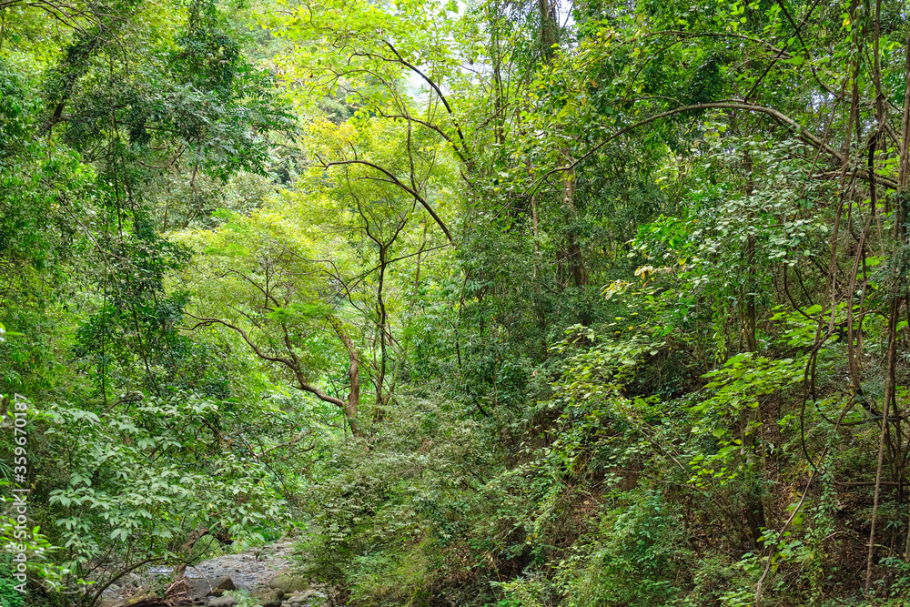 Wild forest on the island of Panay Philippines. Wild forest on the island of Panay Philippines.