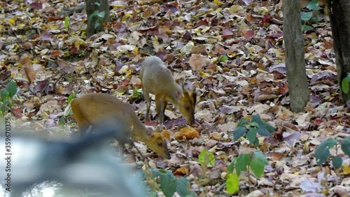 A pair of Barking deer (Indian muntjac) eating in Corbett National Park, Uttarakhand, India photo