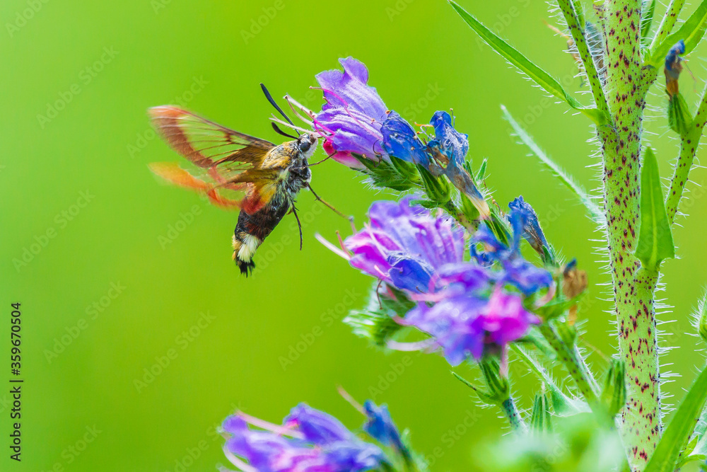 Broad-bordered bee hawk-moth Hemaris fuciformis, feeding on purple flowers Broad-bordered bee hawk-moth Hemaris fuciformis, feeding on purple flowers