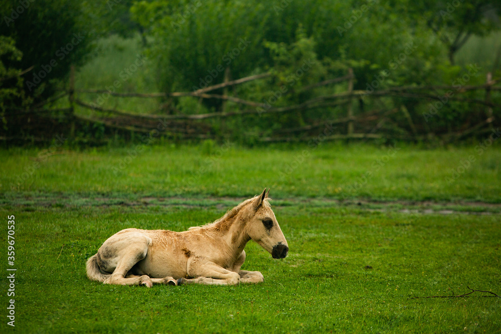 Fototapeta premium Horse Stud and her beautiful foal on a field. horse looks pretty in the field. 