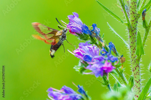Broad-bordered bee hawk-moth Hemaris fuciformis, feeding on purple flowers