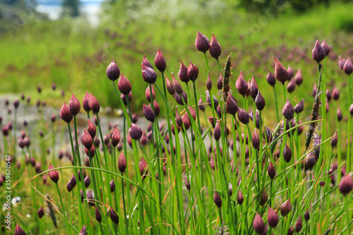 Chives or Allium schoenoprasum buds in early summer.  © Taina Sohlman