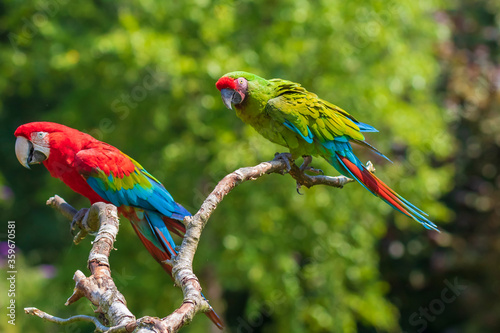 red-and-green macaw or green-winged macaw, Ara chloropterus and a Buffons ara, Ara ambiguus