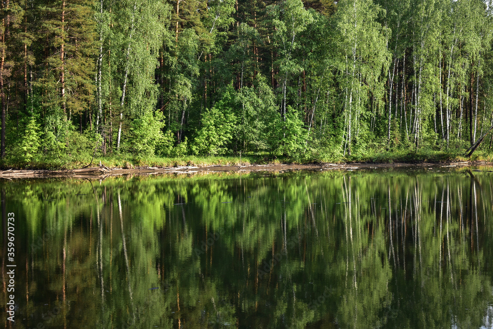 Siberian forest on the shore of a reservoir in the summer Siberian forest on the shore of a reservoir in the summer