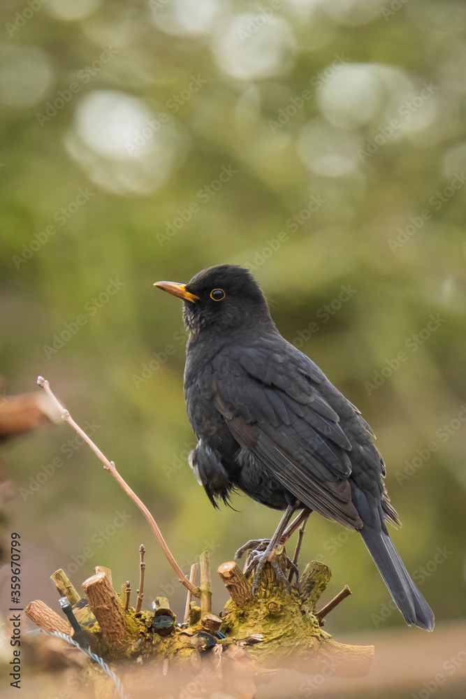 Blackbird male turdus merula singing in a tree Blackbird male turdus merula singing in a tree