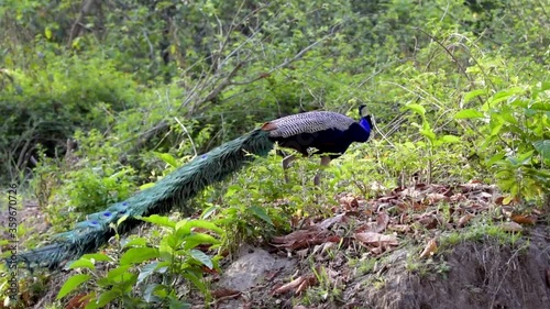 An Indian peacock walking in the Jhirna area of Corbett National Park, Uttarakhand, India photo