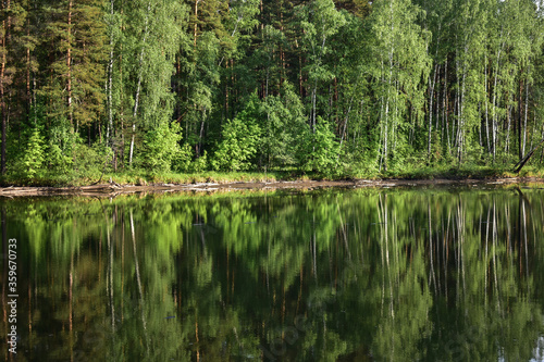 Siberian forest on the shore of a reservoir in the summer