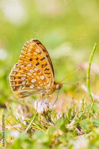 Niobe fritillary, Fabriciana niobe, butterfly resting in a meadow. photo