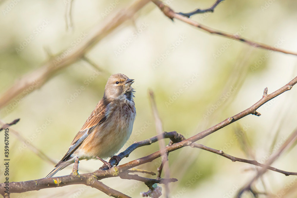 Linnet bird female, Carduelis cannabina singing