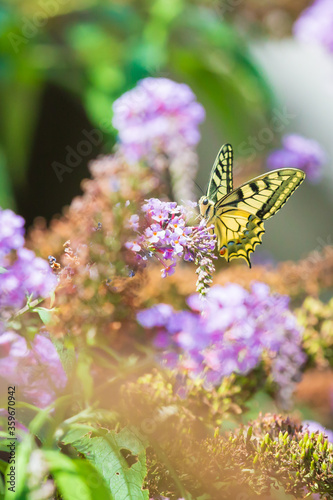 Papilio machaon, the Old World swallowtail, butterfly