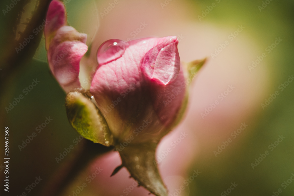 Capullo de flor rosa con gota de agua en macro Capullo de flor rosa con gota de agua en macro