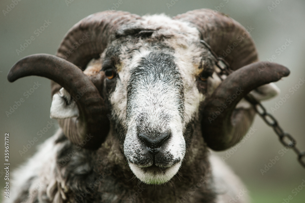 A mature Ram Portrait on the green grass in Moldova. A mature Ram Portrait on the green grass in Moldova.