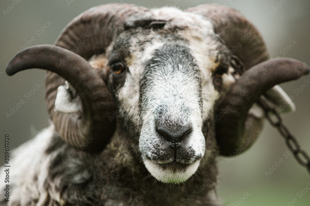 A mature Ram Portrait on the green grass in Moldova. A mature Ram Portrait on the green grass in Moldova.