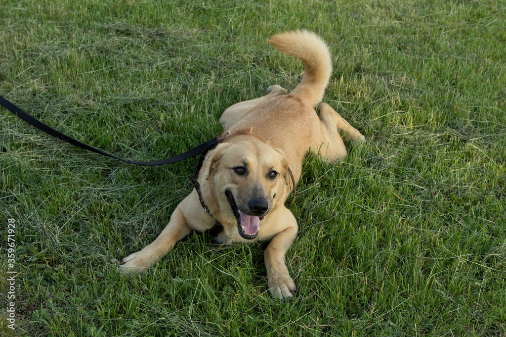 Red fawn purebred dog, a mixture of a retriever with a mongrel. A cheerful, contented dog with a harness collar is lying in the grass and waving its tail.