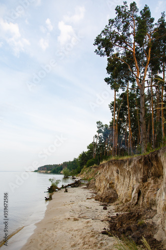 beautiful sandy steep bank of the river. Pines on a cliff. River beach landscape © Olga Mishyna