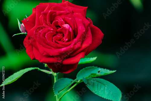 Red rose  beautiful blurred background with a bright flower. Blooming nature in summer. Rich contrasting color with green leaves