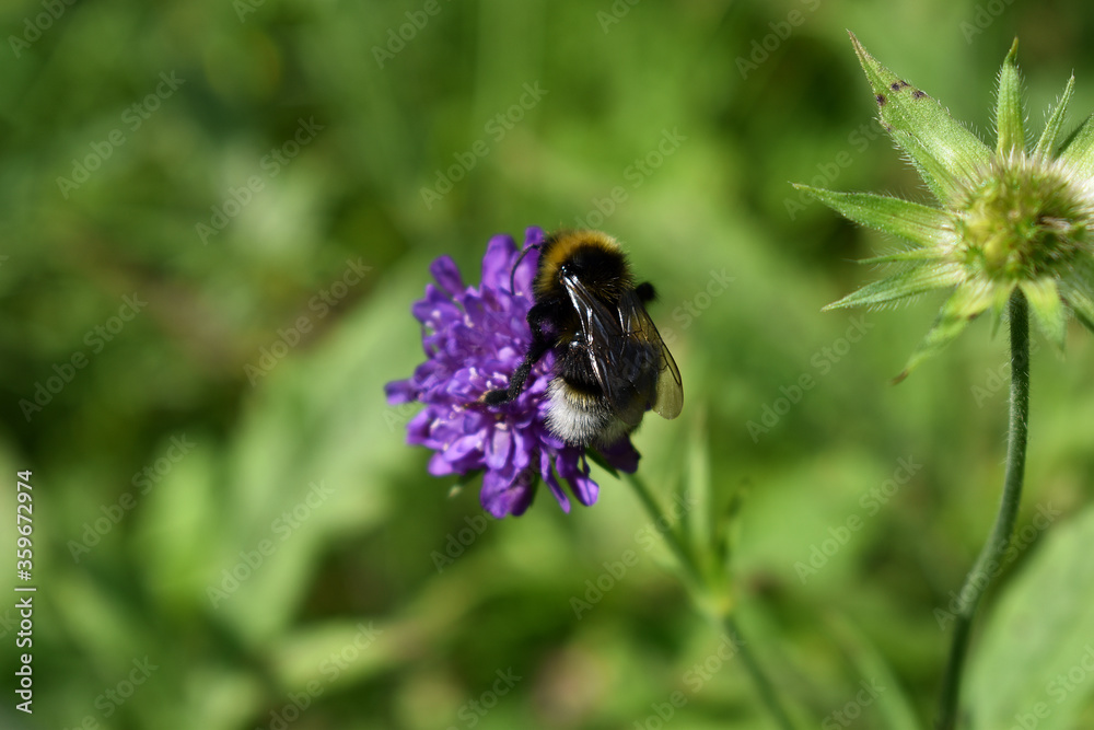 Hummel, Bombus, auf Ackerwitwenblume, Artenvielfalt im Garten dank Wildblumen, artenreicher Garten Hummel, Bombus, auf Ackerwitwenblume, Artenvielfalt im Garten dank Wildblumen, artenreicher Garten