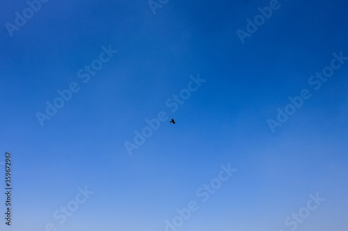 lonely bird soaring in the blue sky