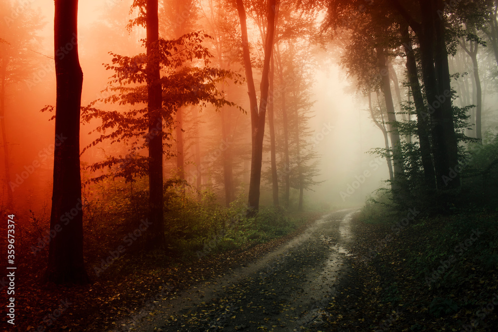 Obraz premium road through dary mysterious woods in sunset light