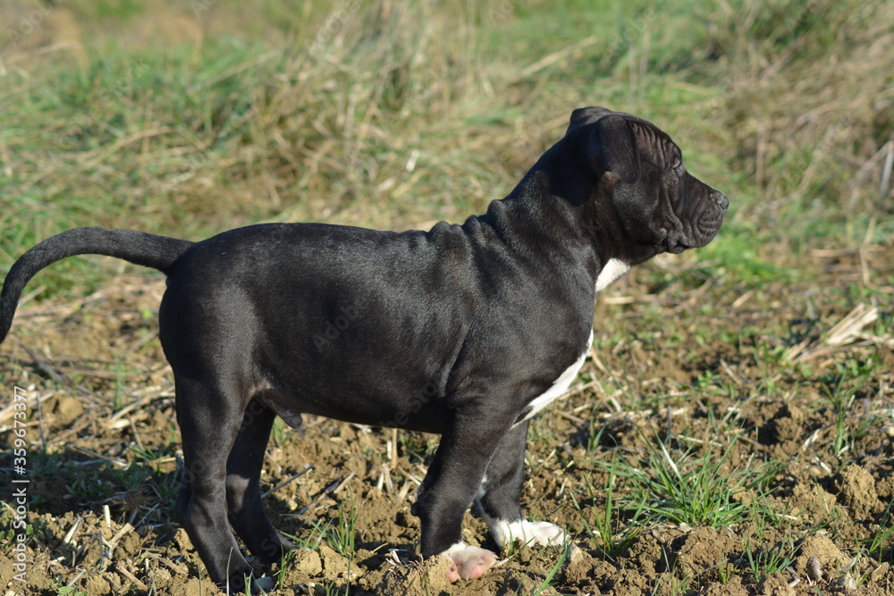 CHIOT AMSTAFF - STAFFORDSHIRE TERRIER AMERICAIN CHIOT AMSTAFF - STAFFORDSHIRE TERRIER AMERICAIN