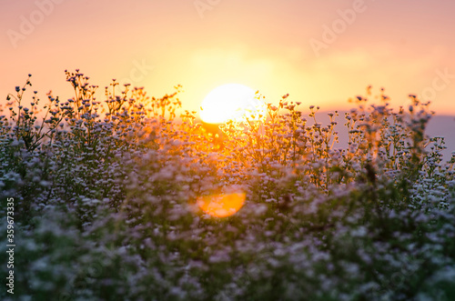 sun rising over flower fiel...
