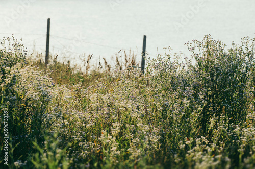 wild flowers on a field in summer