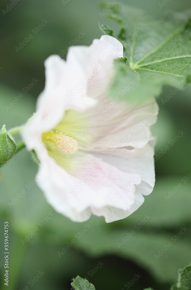 Beautiful old fashioned soft pink Hollyhock, Althaea rosea (Alcea rosea), flower. Selective focus Shallow depth of field with a blurred background. Beautiful old fashioned soft pink Hollyhock, Althaea rosea (Alcea rosea), flower. Selective focus Shallow depth of field with a blurred background.
