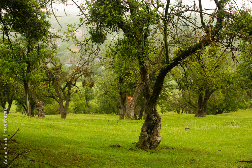 Beautiful summer landscape in Republic of Moldova. Green landscape. Amazing Nature. Park with Green Grass and Trees. Grassy field and rolling hills. rural scenery. Europe nature. Beautiful summer landscape in Republic of Moldova. Green landscape. Amazing Nature. Park with Green Grass and Trees. Grassy field and rolling hills. rural scenery. Europe nature.