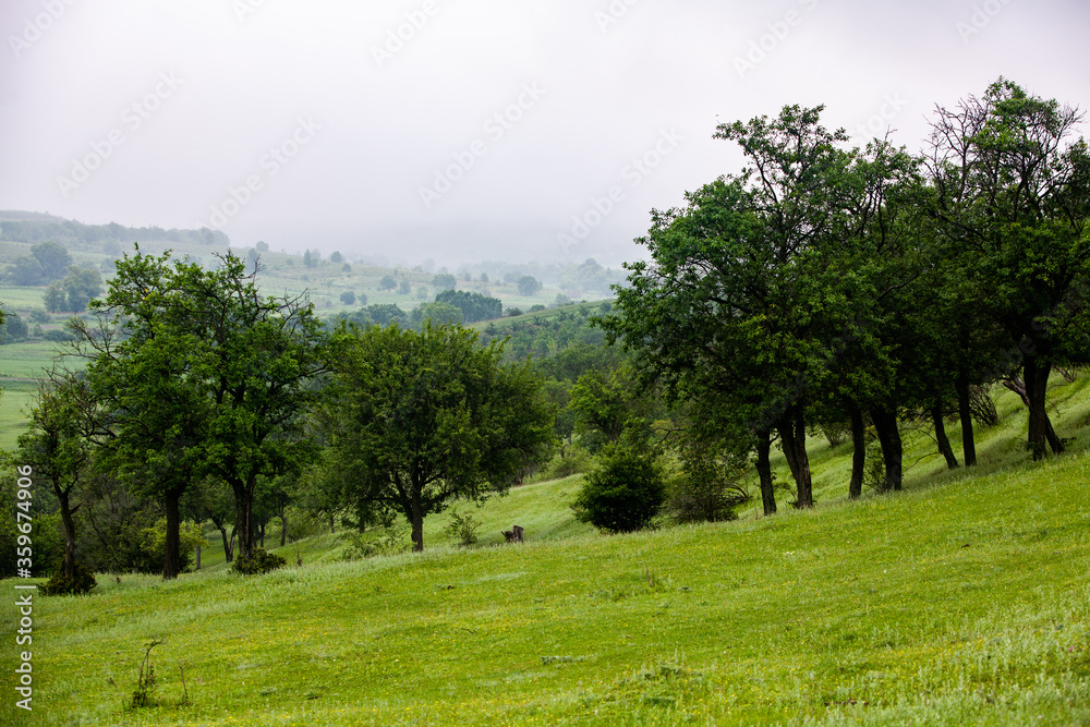 Beautiful summer landscape in Republic of Moldova. Green landscape. Amazing Nature. Park with Green Grass and Trees. Grassy field and rolling hills. rural scenery. Europe nature. Beautiful summer landscape in Republic of Moldova. Green landscape. Amazing Nature. Park with Green Grass and Trees. Grassy field and rolling hills. rural scenery. Europe nature.