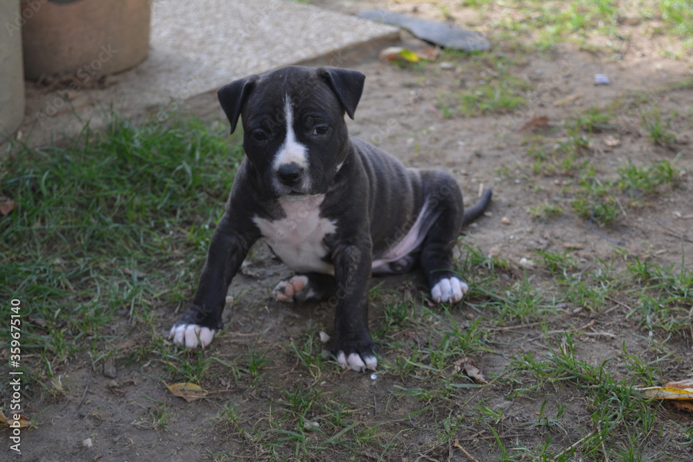 CHIOT AMSTAFF - STAFFORDSHIRE TERRIER AMERICAIN