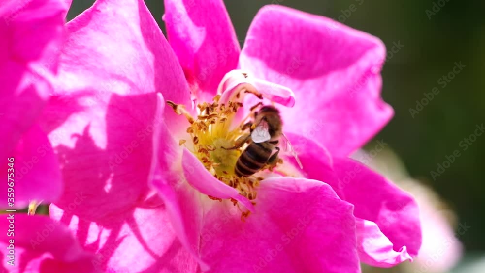 A bee on a rose gathers nyctar under the summer sun