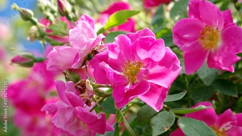 Wallpaper Mural A bee on a rose gathers nyctar under the summer sun Torontodigital.ca