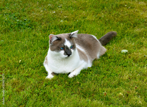 beautiful cat laying on green grass