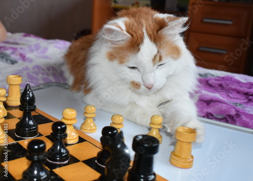 Red cat playing chess, pieces on the Board.