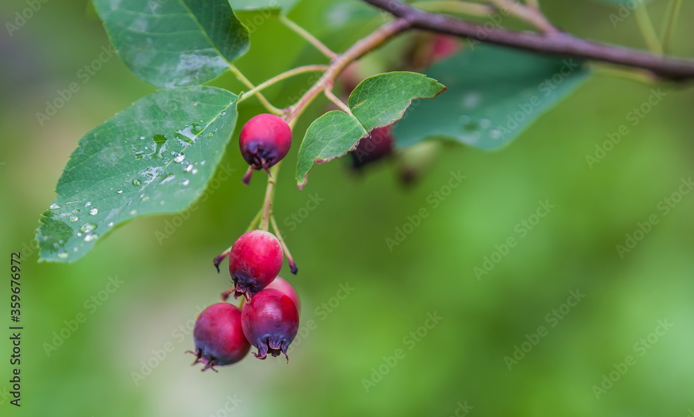Ripe amelanchier berries on bush Ripe amelanchier berries on bush
