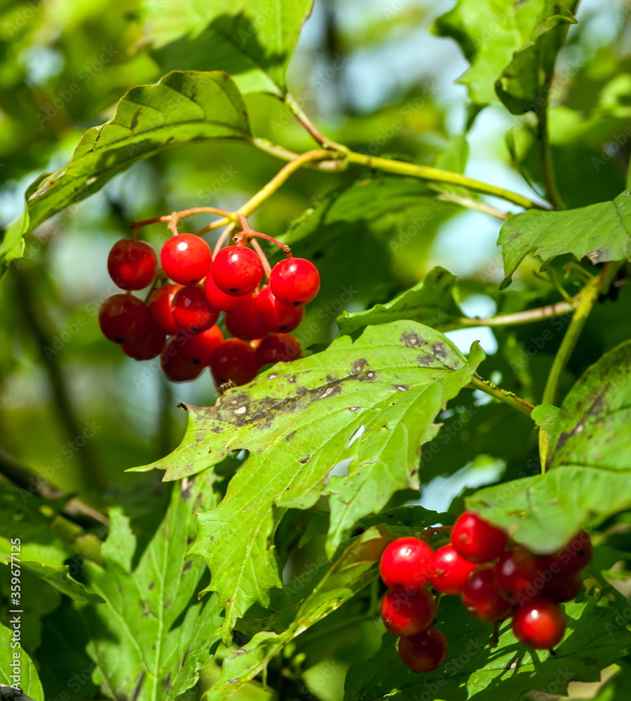 A branch of viburnum with fruits in autumn A branch of viburnum with fruits in autumn