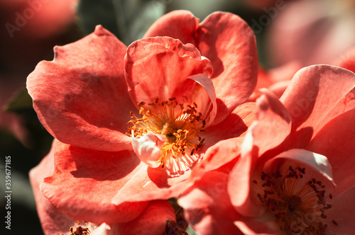 The Canadian rose bloomed under the summer sun photo