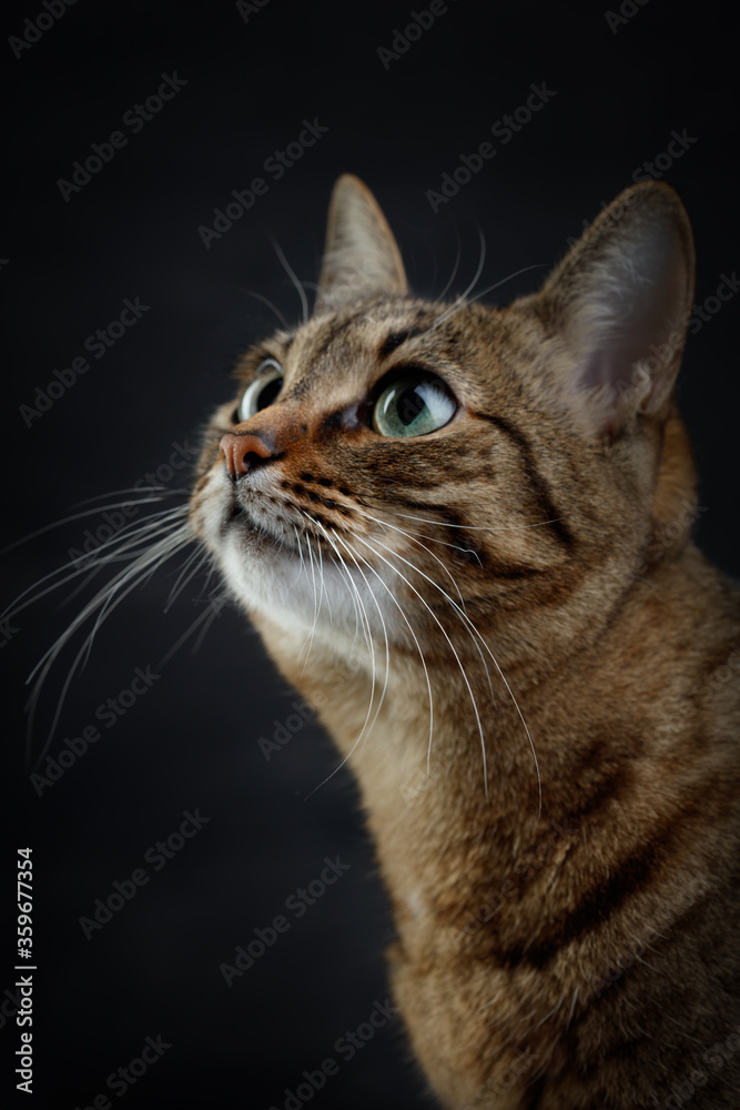 Cute tabby cat with green eyes. Cat's muzzle with white mustaches. Portrait of a cat's face on a dark background