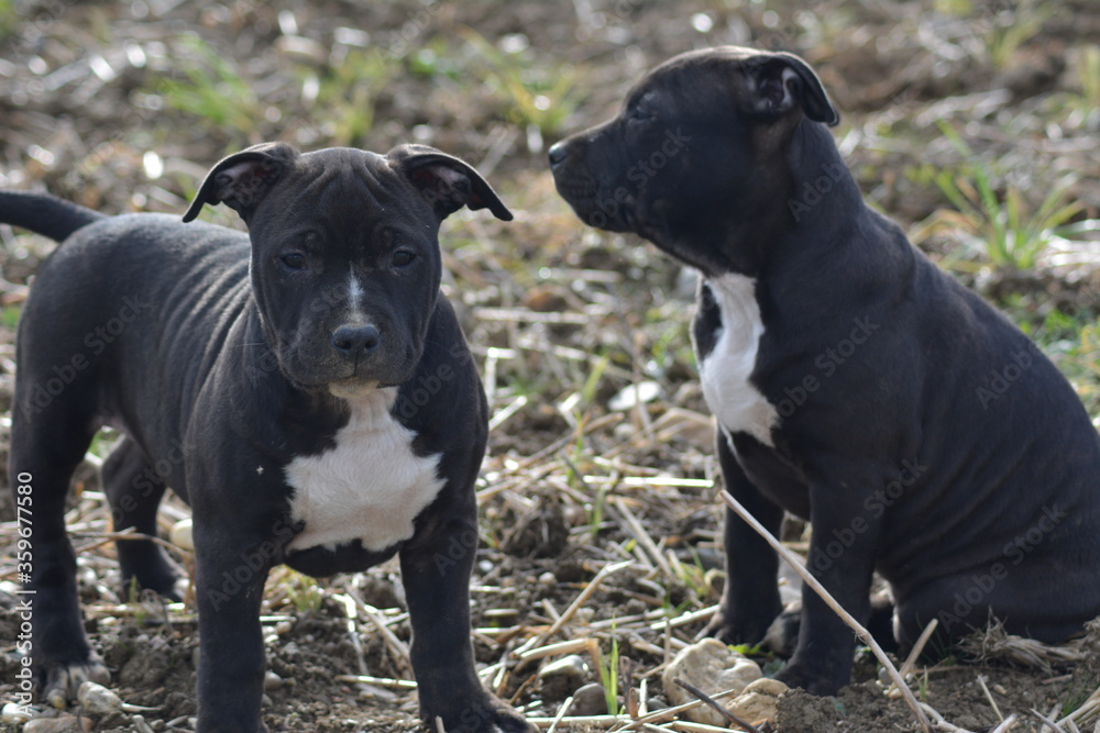 CHIOT AMSTAFF - STAFFORDSHIRE TERRIER AMERICAIN CHIOT AMSTAFF - STAFFORDSHIRE TERRIER AMERICAIN
