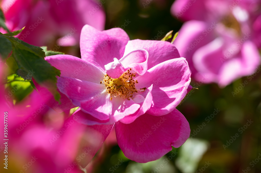 The Canadian rose bloomed under the summer sun The Canadian rose bloomed under the summer sun