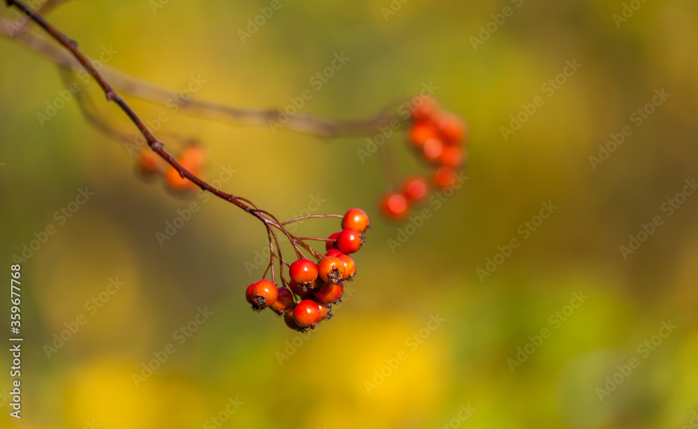 The branch of hawthorn fruit in the fall The branch of hawthorn fruit in the fall