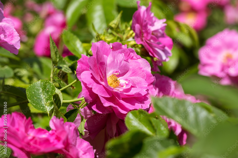 The Canadian rose bloomed under the summer sun The Canadian rose bloomed under the summer sun