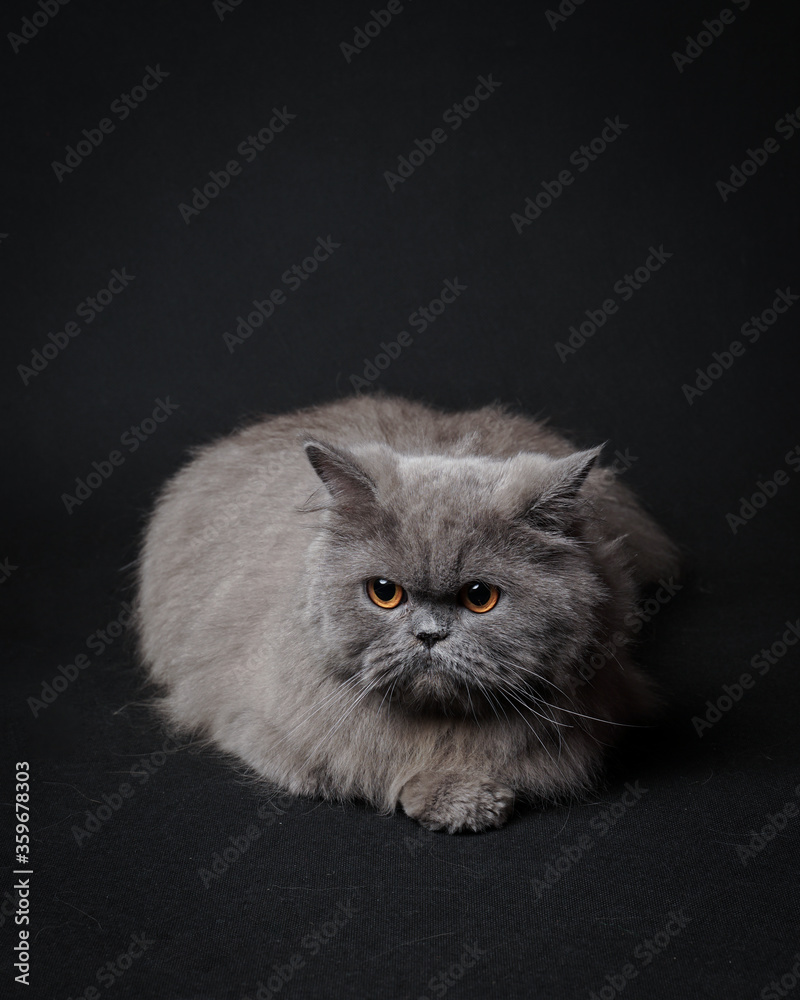 a persian cat sitting lazily on a black background.