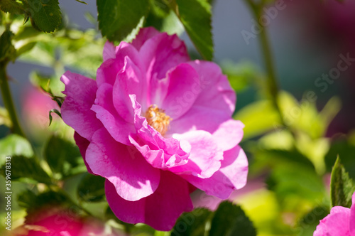 The Canadian rose bloomed under the summer sun © Oleg