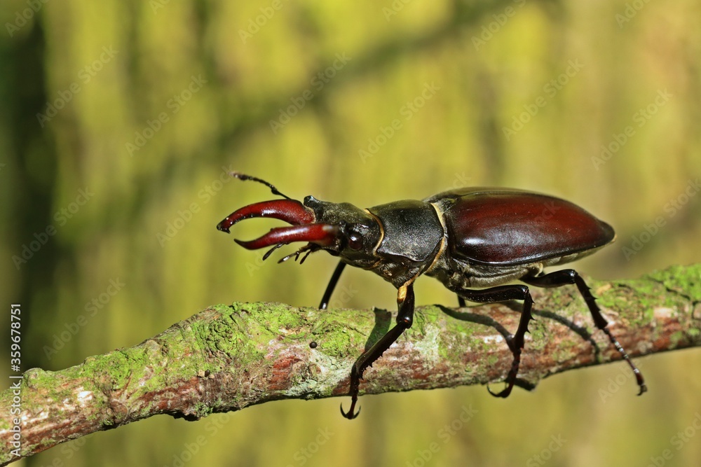 Männlicher Hirschkäfer (Lucanus cervus) Männlicher Hirschkäfer (Lucanus cervus)