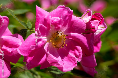 The Canadian rose bloomed under the summer sun